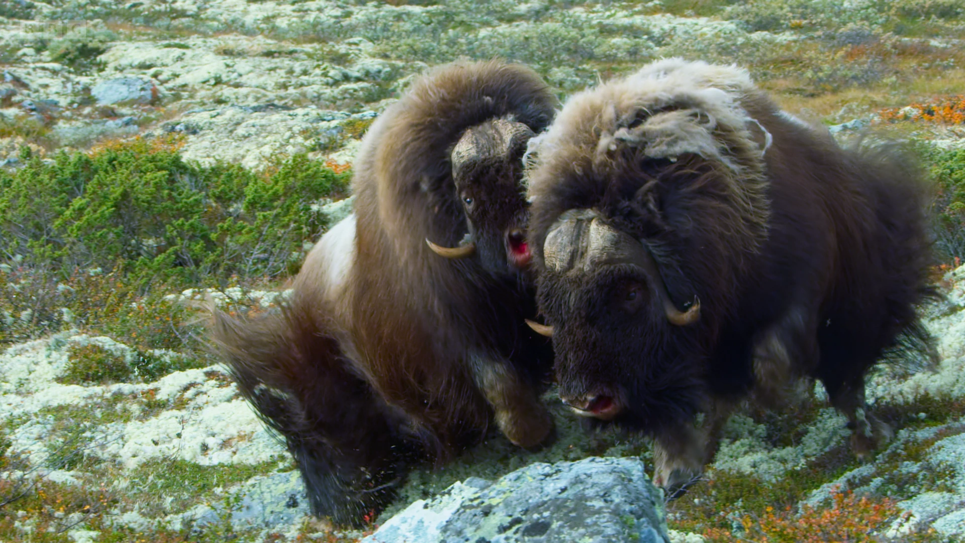 Muskox (Ovibos moschatus) as shown in Seven Worlds, One Planet - Europe
